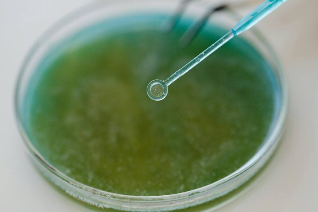 a petri dish growing bacteria with a swab